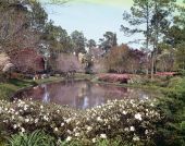 Scenic view at the Killearn Gardens State Park in Tallahassee.