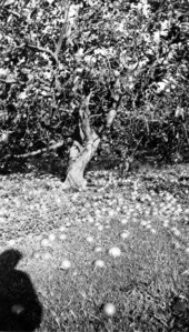 View showing the result of the 1933 hurricane on a citrus tree.