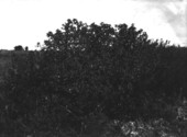 Wild cotton shrub and asparagus