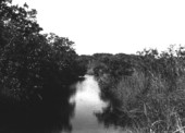Mangrove and saw-grass along stream