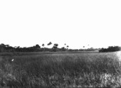 Royal Palm Hammock