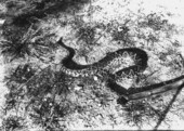 Diamondback rattlesnake
