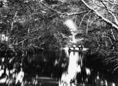 Mangrove trees