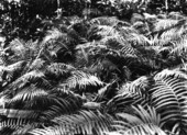 Dryopteris