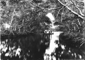 Mangrove trees