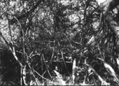Hammock plants