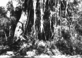 Hammock trees
