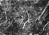 Animal burrow