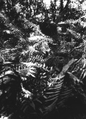 Nephrolepis biserrata