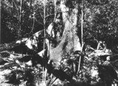 Ficus aurea growing on edge of lime sink