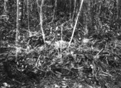 Rodent burrow