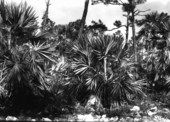 Thrinax thicket in pinelands