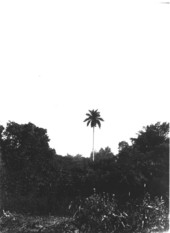 Roystonea regia