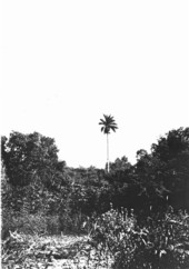Roystonea regia