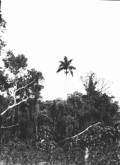 Roystonea regia