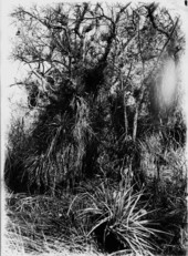 Annona glabra heavily laden with Tillandsia fasciculata