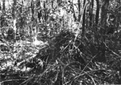 Rodent burrow