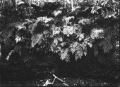 Ferns growing in lime sink