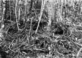 Rodent burrow
