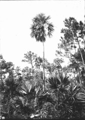Thrinax
