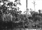 Groups of Coccothrinax and Thrinax