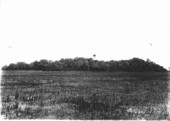 Burned hammock with single Roystonea regia