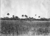 Everglades and hammock