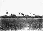 Everglades and hammock