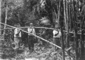 Plant collectors carrying Paurotis wrightii