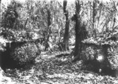 Bobcat dens, Annona, air plants and orchids.