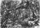 Jungle and limestone erosion