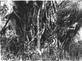 Epiphytes