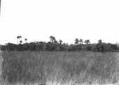 Everglades and hammock