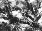 Epiphytes