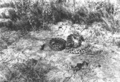 Two diamondback rattlesnakes