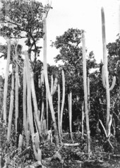 Cephalocereus keyensis growing in hammock
