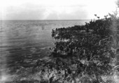 Eroded shore and low hammock - Pumpkin Key, Florida