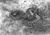 Two diamondback rattlesnakes