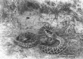 Two diamondback rattlesnakes