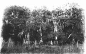 Shore of Lake Okeechobee with dense stand of bald cypress