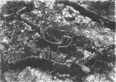 Chicken snake on mud floor of hammock