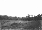 Big Cypress swamp