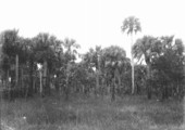 Large Sabal palmetto hammock