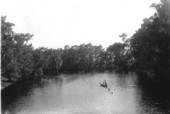 Banks of Fisheating Creek lined with Taxodium