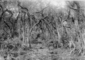 Dense hammock of Annona glabra