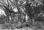 Bald cypress entangled with Ficus aurea