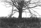 Small bald cypress growing in deep peat