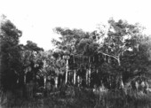 Bald cypress and Sabal palmetto hammock