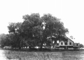 Large live oaks and barracks at Fort Thompson