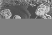 Burrowing owl chicks